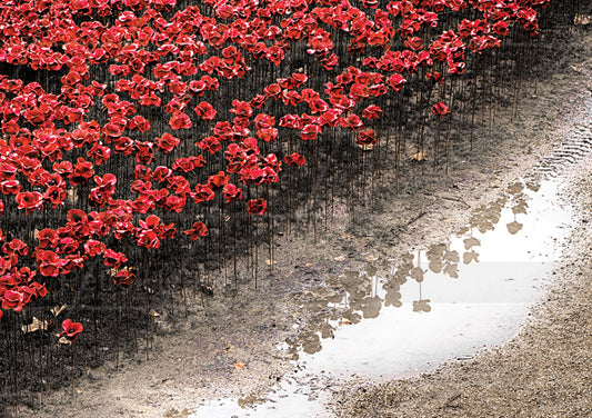 Poppy Greeting Card UK 4