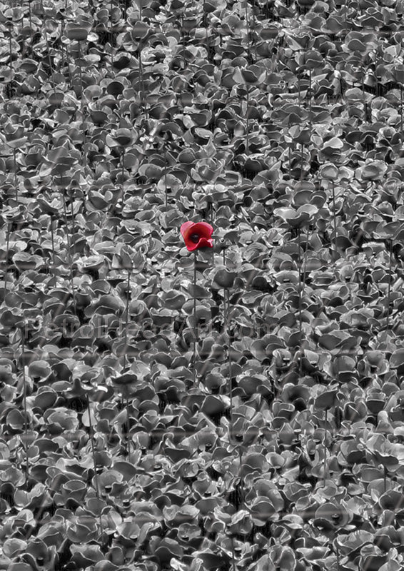 Poppy Greeting Card UK 1