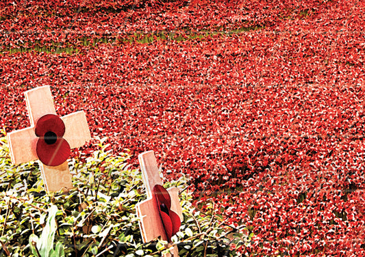 Poppy Greeting Card UK 3